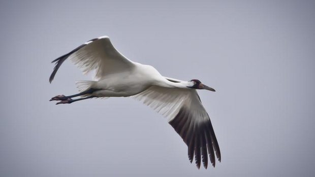 whooping_crane.jpg
