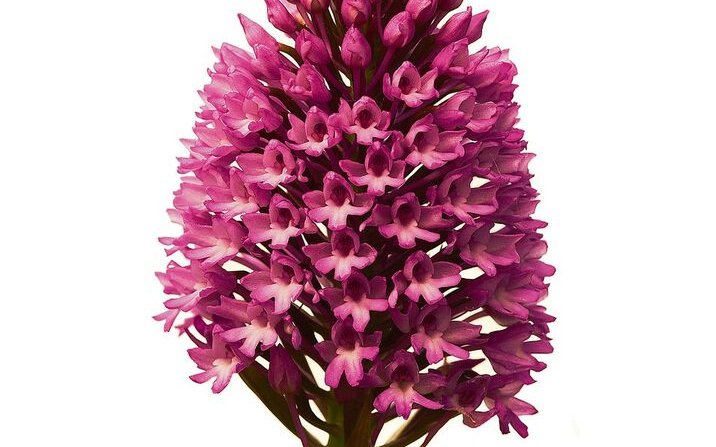 Spitz-Orchis