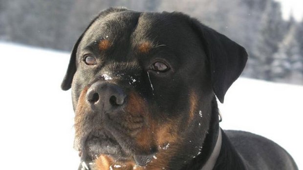 Rottweiler_kopf_-bysa.jpg