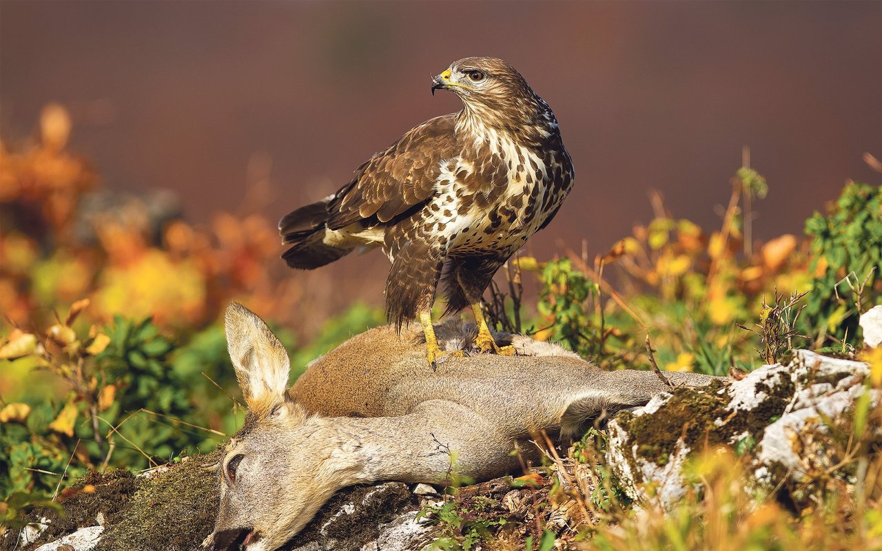 Der Bartgeier mag das prominenteste Opfer bleihaltiger  Jagdmunition sein, aber auch Mäusebussarde greifen zuweilen bei kontaminierten Tierkadavern zu und vergiften sich damit.