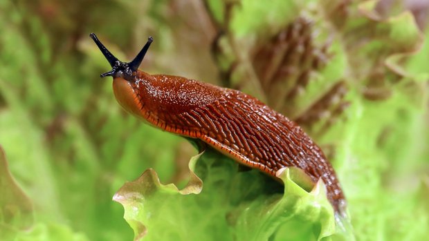 eine Schnecke sitzt auf einem Salatblatt und streckt die Fühler raus
