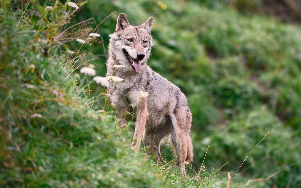 Auch der Wolf könnte vom Klimawandel profitieren.
