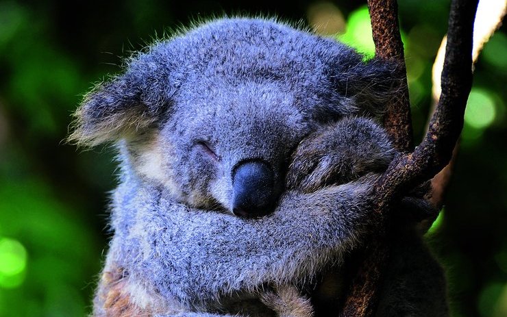 Koalas verschlafen bis zu 22 Stunden pro Tag. Schuld ist ihre Vorliebe für Eukalyptus.