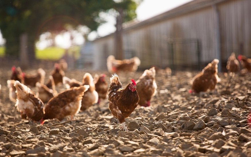 2023 gab es in der Schweiz 14.693 Nutzhühnerbetriebe, die insgesamt 11,9 Millionen Tiere halten.