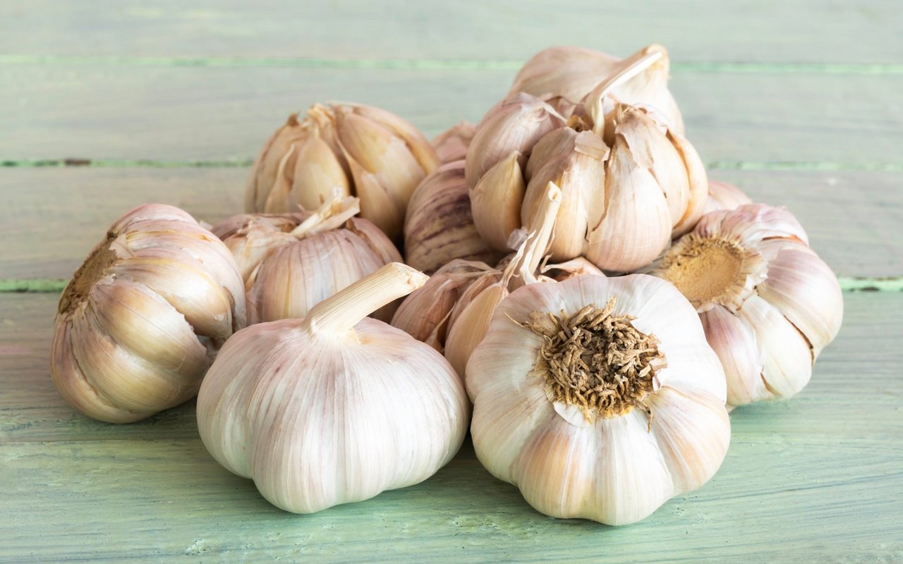 Knoblauch wird seit der Antike als Heilpflanze verwendet.