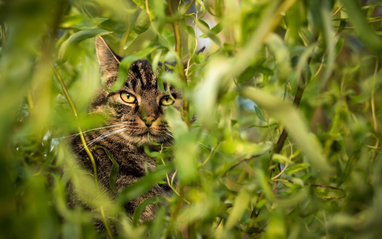 Katzen sind exzellente Jäger und erbeuten in der Schweiz pro Frühlingsmonat bis zu 2,4 Millionen Säugetiere. 