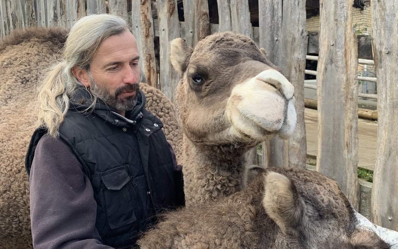 Bei Kamelhofbetreiber Ulli Runge holen sich die Tiere ihre Streicheleinheiten ab.