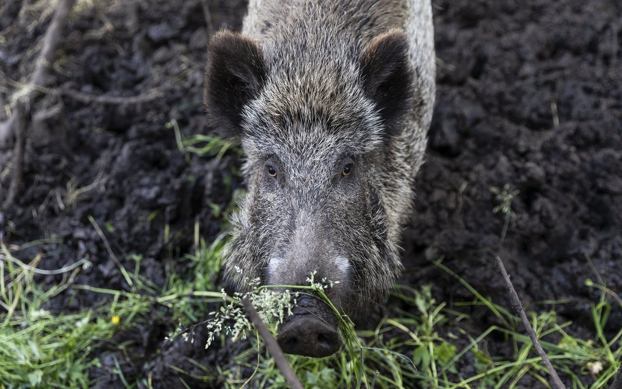 In waldnahen Gebieten sollte man Rücksicht auf die Wildtiere nehmen. 