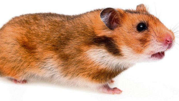 Goldhamsterpartner dürfen sich nur unter Aufsicht annähern, sonst endet die Begegnung meist für das Männchen tödlich.