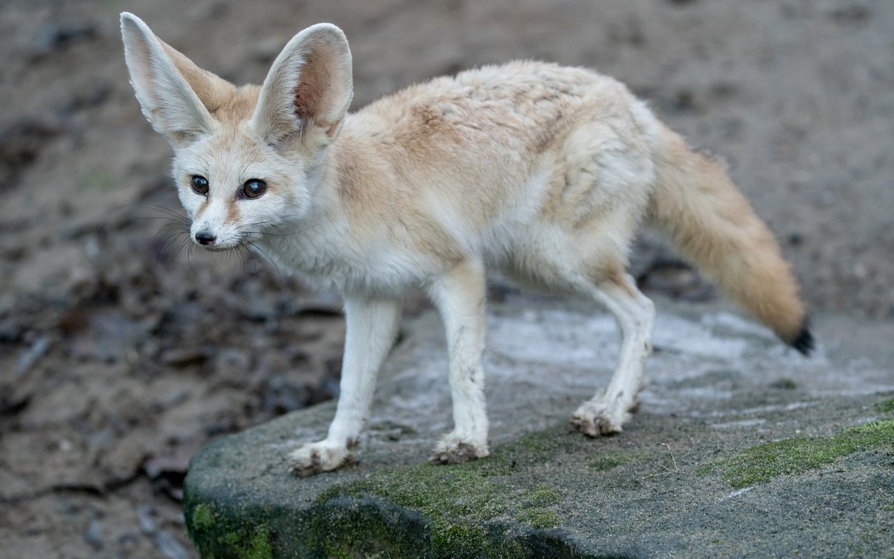 Der Wüstenfuchs ist perfekt auf heisse Regionen angepasst.
