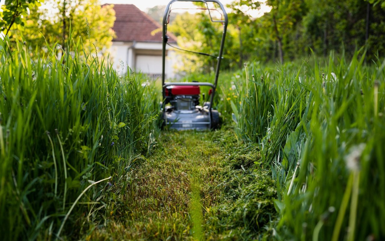 Was ist das Geheimnis hinter dem Geruch von gemähtem Gras?
