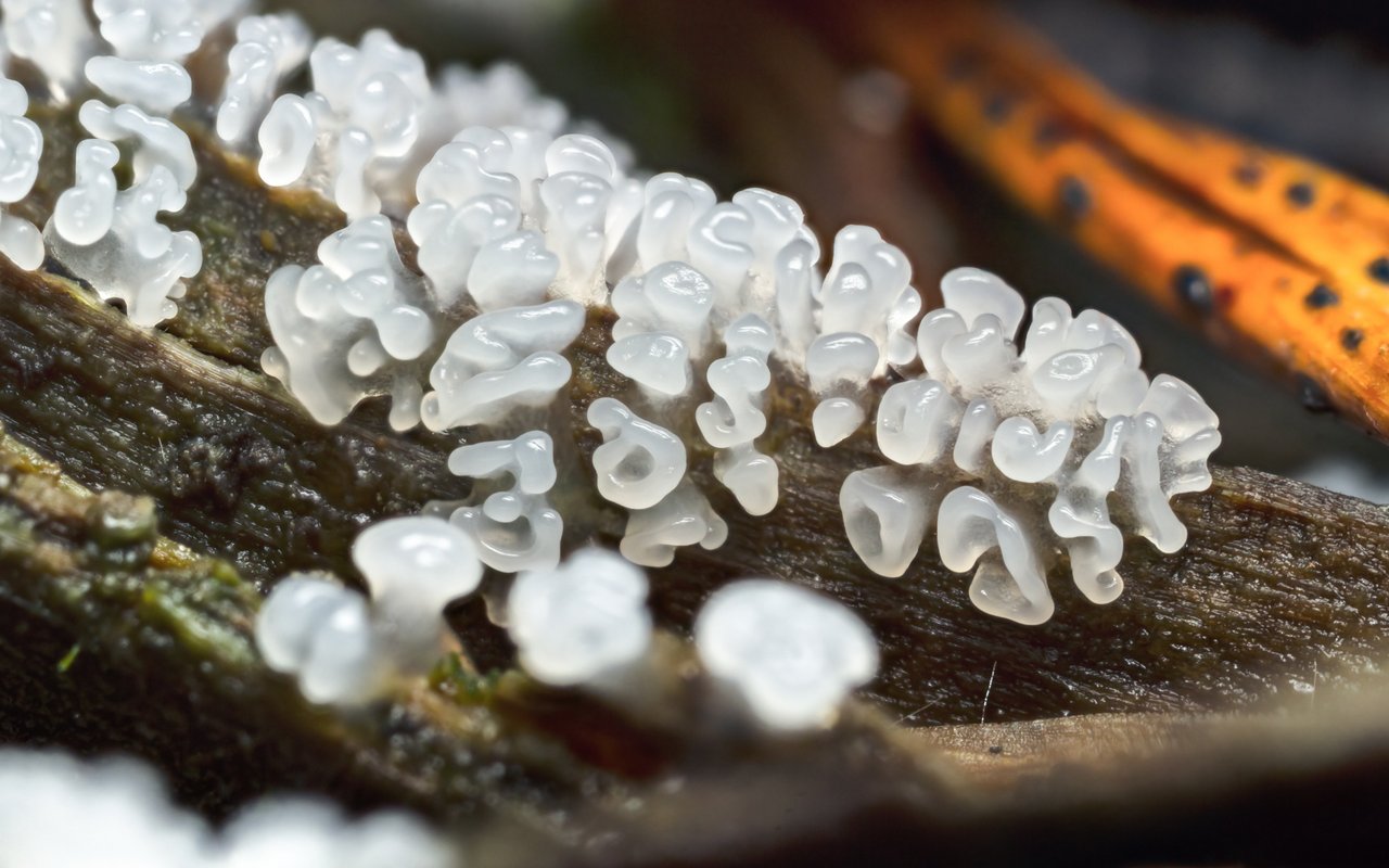 Ceratiomyxa morchella erinnern an Morcheln,daher auch der wissenschaftliche Name.