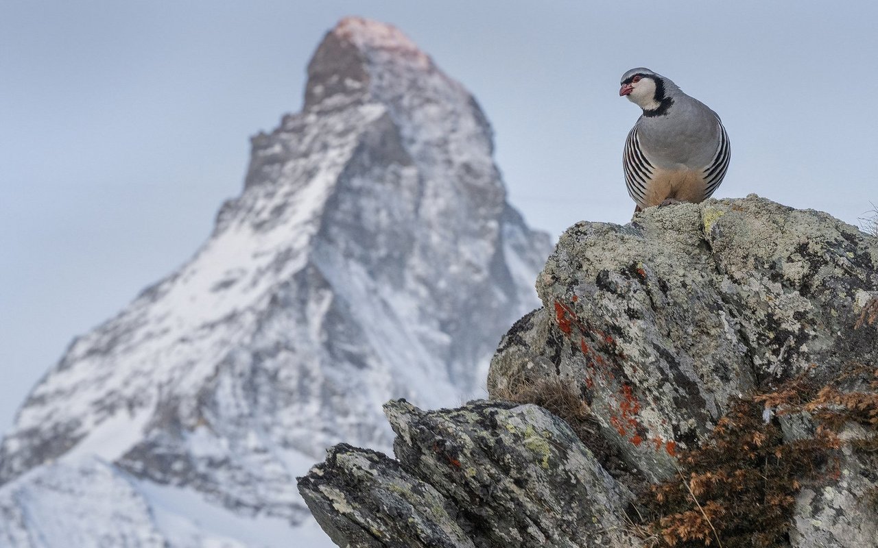 Pure Ästhetik mit Steinhuhn und Matterhorn.