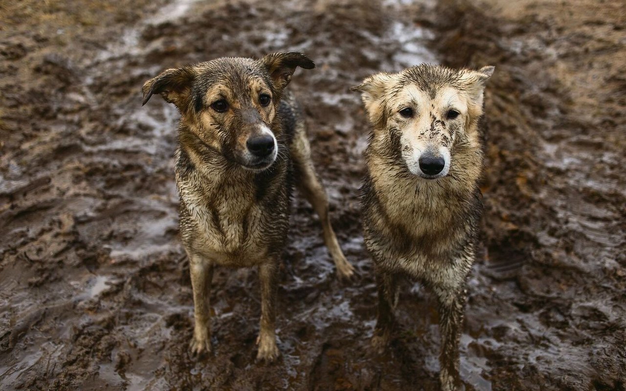 Manche gehen ins Spa, diese Hunde nehmen lieber ein Matschvollbad. Kühlt, riecht gut und macht Spass!