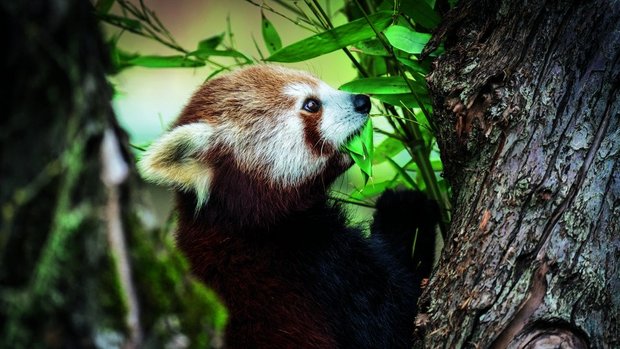 Kleine Panda