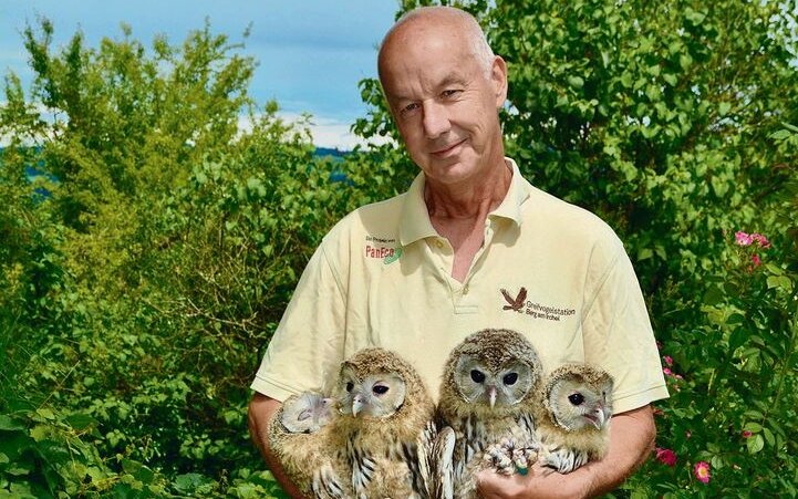 Andi Lischke, Leiter der Greifvogelstation in Berg am Irchel, mit jungen Habichtskäuzen, die in Österreich ausgewildert werden. 