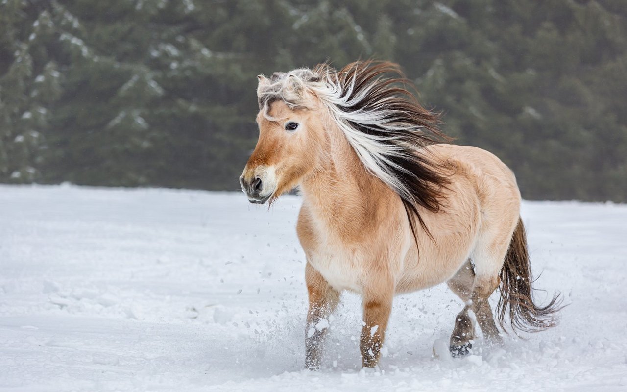 Fjordpferde sind im Winter bestens an die Kälte angepasst: Ihr Fell ist dicht und isoliert bestens.