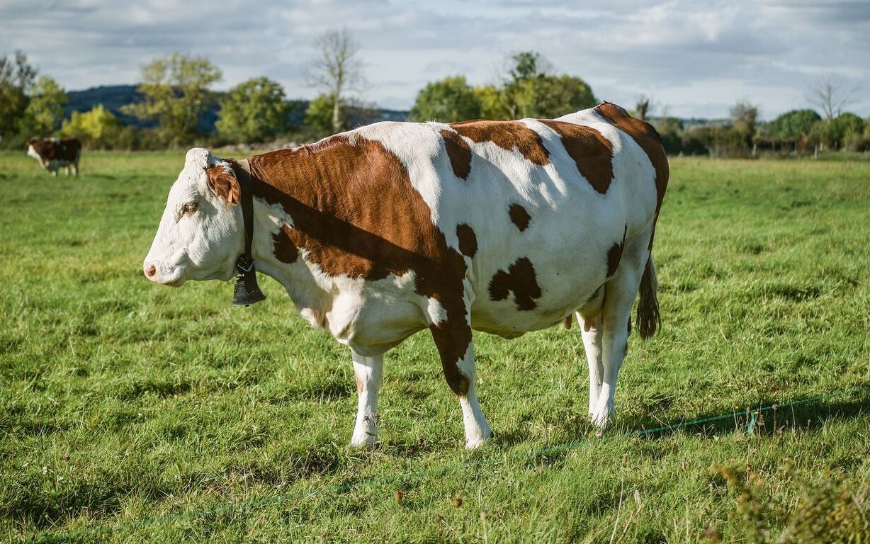 Montbéliarde.