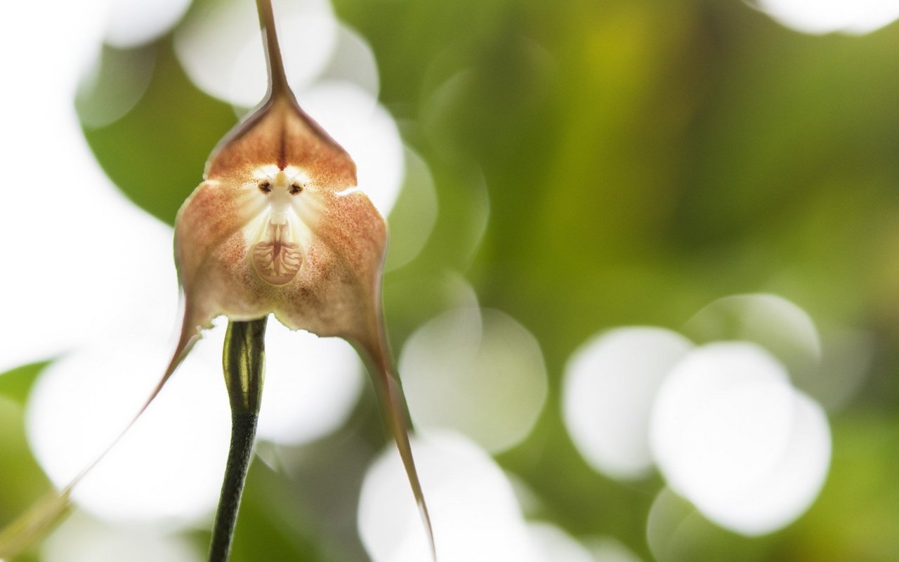 Affenorchidee