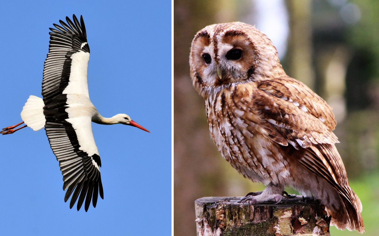 Grosse Vögel wie Störche oder Eulen sterben oft durch Stromschläge.