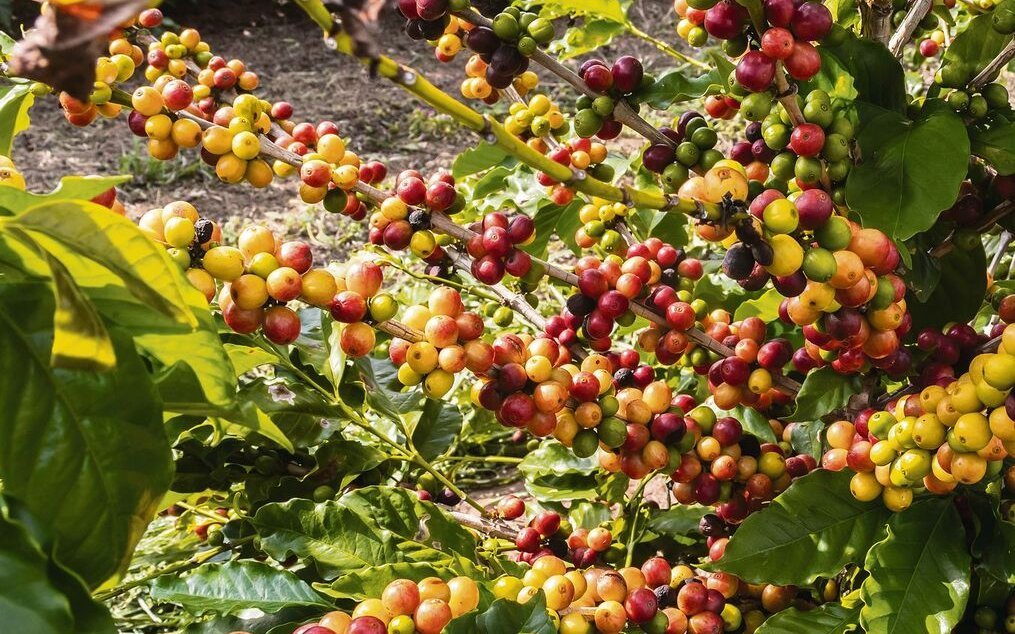 Nachdem ein Hirte beobachtet hatte, wie seine Ziegen nach dem Verzehr von Früchten wilder Kaffeesträucher lebhafter wurden, probierte er die Früchte selbst.