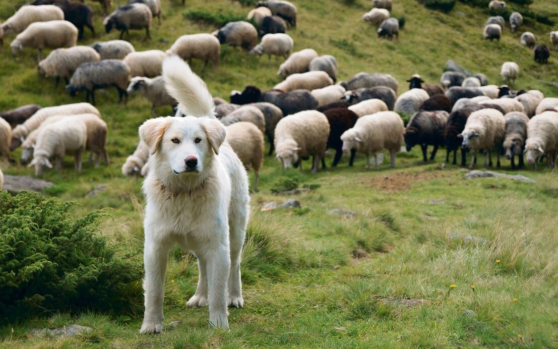 Wenn ein Hund eine Herde bewacht, sollte er gegenüber Fremden nicht übertrieben aggressiv, aber auch nicht zu freundlich reagieren.