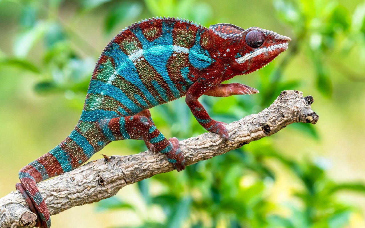 Ein Pantherchamäleon trägt einen Regenbogen von Farben auf seinem Körper.