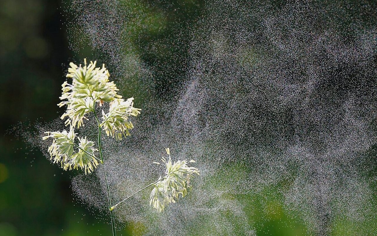 Gewisse Pollen sind hoch allergen.
