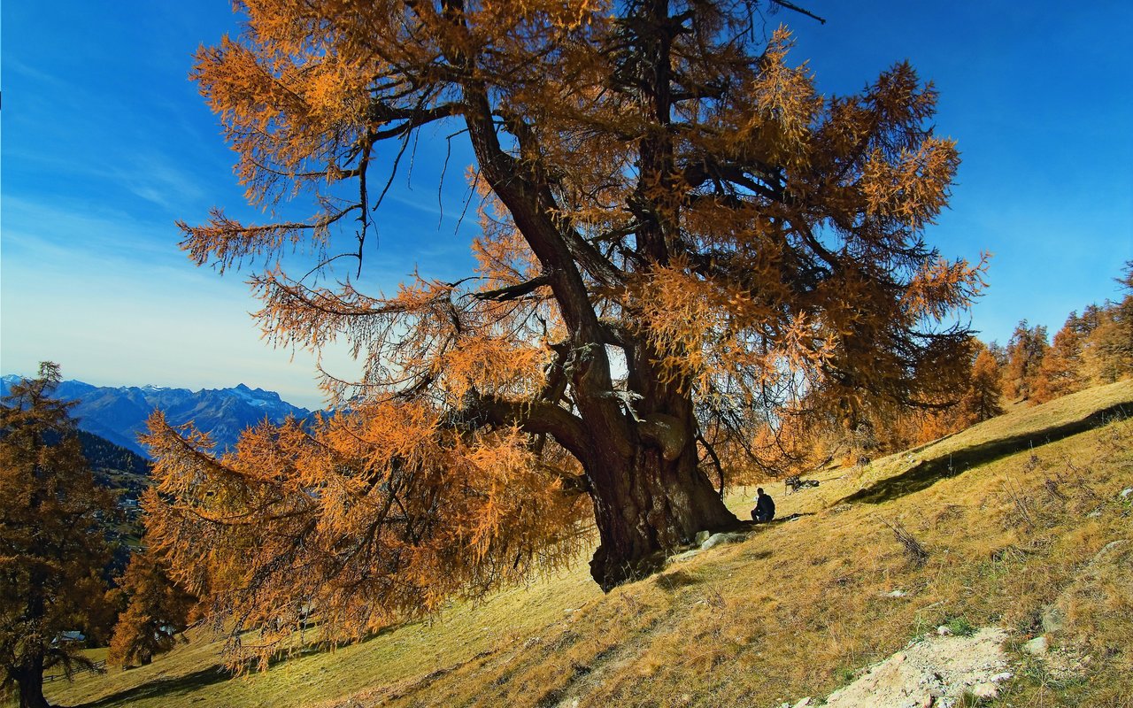 Lärche, Isérable (VS), ca. 900 Jahre alt, 10,7 Meter Stammumfang

Der sogenannte «König», wie die Lärche
genannt wird, ist nur eine von vielen sehr
alten Lärchen in Prarion. Ein Nachbarbaum
hat mittlerweile sogar über 12 Meter
Stammumfang.