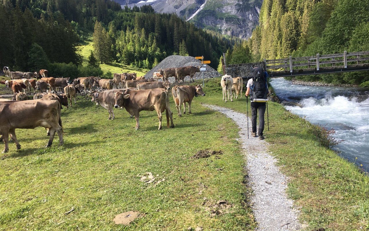 Die Schweiz ohne Kühe wäre unvorstellbar. Angst darf man hier keine zeigen. 
