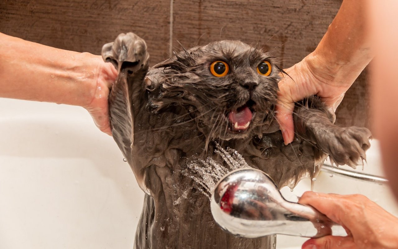 Das Fell der Katzen saugt Wasser wie ein Schwamm auf und trocknet sehr langsam.