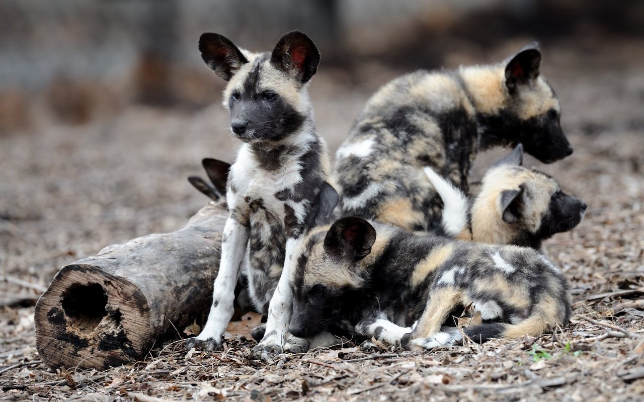 Wegen der Hitze erhalten die Wildhund-Jungen weniger Nahrung. 
