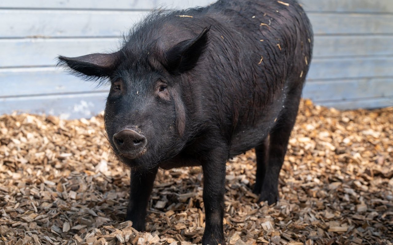 Schwarzes Alpenschwein