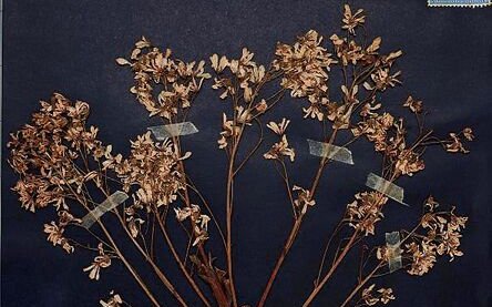 Der Strauss-Steinbrech (Saxifraga cotyledon) wurde von Franz Wuillemin zwischen 1920 bis 1930 gesammelt und wird im Herbarium des Botanischen Gartens Bern archiviert.  