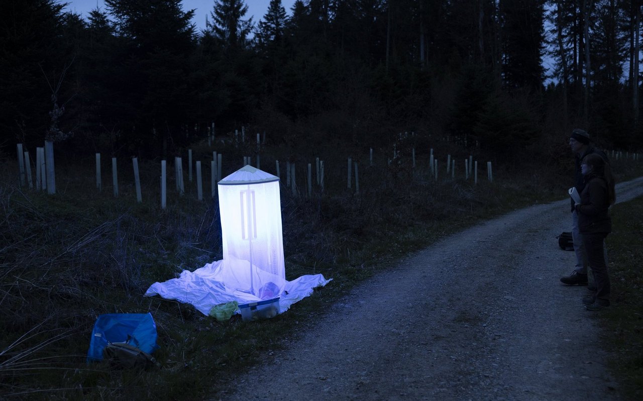 Langsam legt sich Dunkelheit über den Wald. Mit ihr beginnt die Zeit der Nachtfalter. Diese fühlen sich von der UV-Lampe wie magisch angezogen.