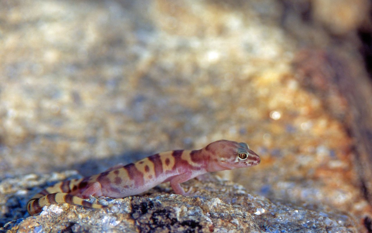 Der Gecko verhindert mit seiner Technik wahrscheinlich einen Skorpion-Stich.