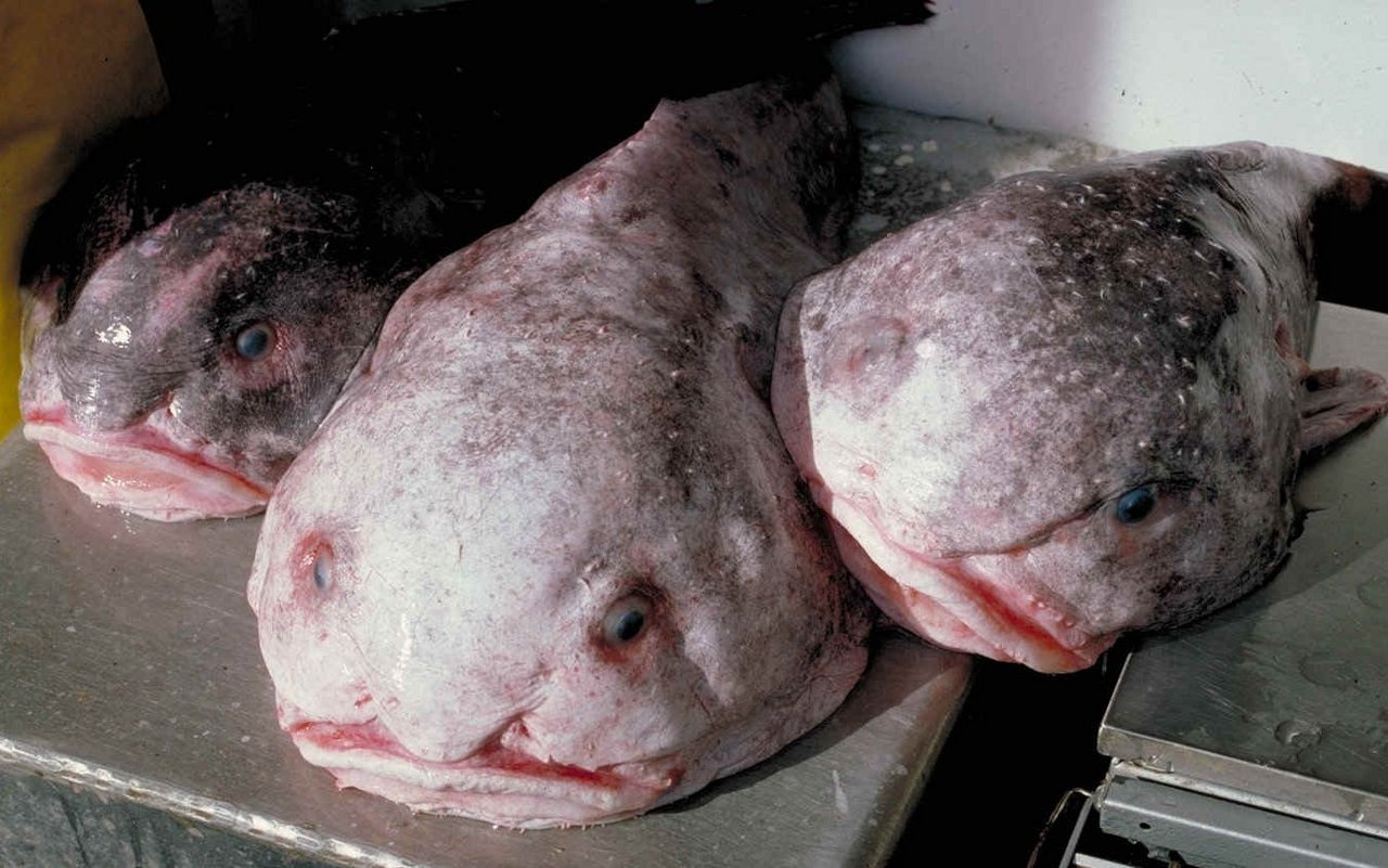 Der Blobfisch lebt in der Tiefsee des Südwestpazifiks.