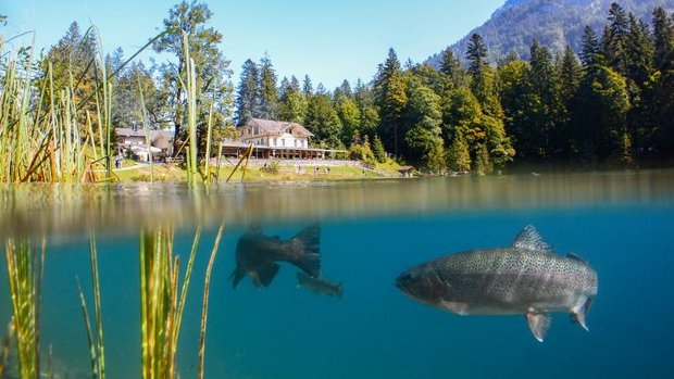 Fische in Bergsee