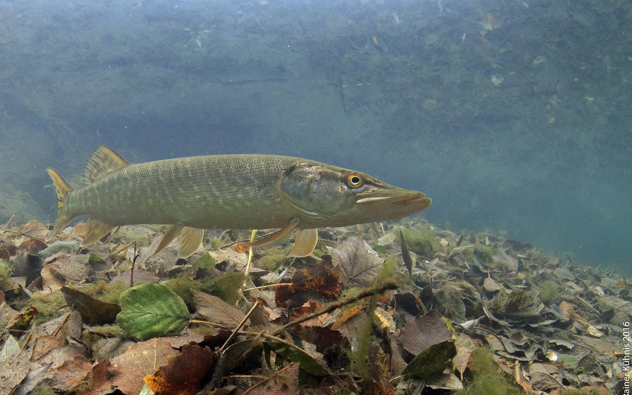 Der Hecht ist ein Raubfisch.