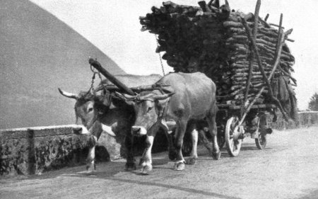 Arbeitstiere prägten bis ins 20. Jahrhundert Gewerbe, Landwirtschaft und Transport, wurden jedoch mit der Industrialisierung und spätestens ab den 1940er-Jahren weitgehend durch Maschinen ersetzt und spielen heute in der Schweiz nur noch eine geringe Rolle.