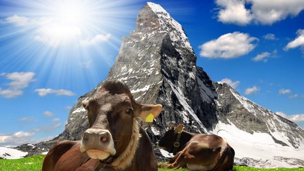Kuh auf Alp