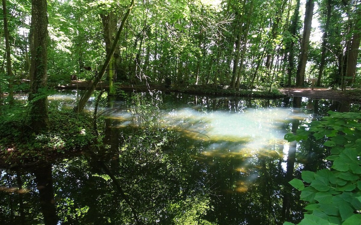 Verträumtes Waldseelein inmitten eines alten Baumbestandes. 