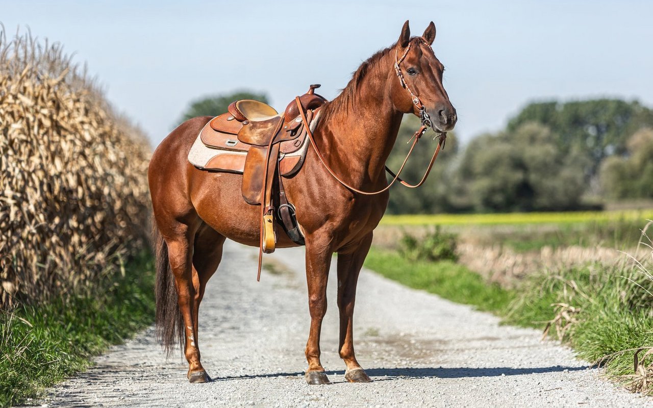 Das American Quarter Horse ist das beliebteste Pferd der Welt. 