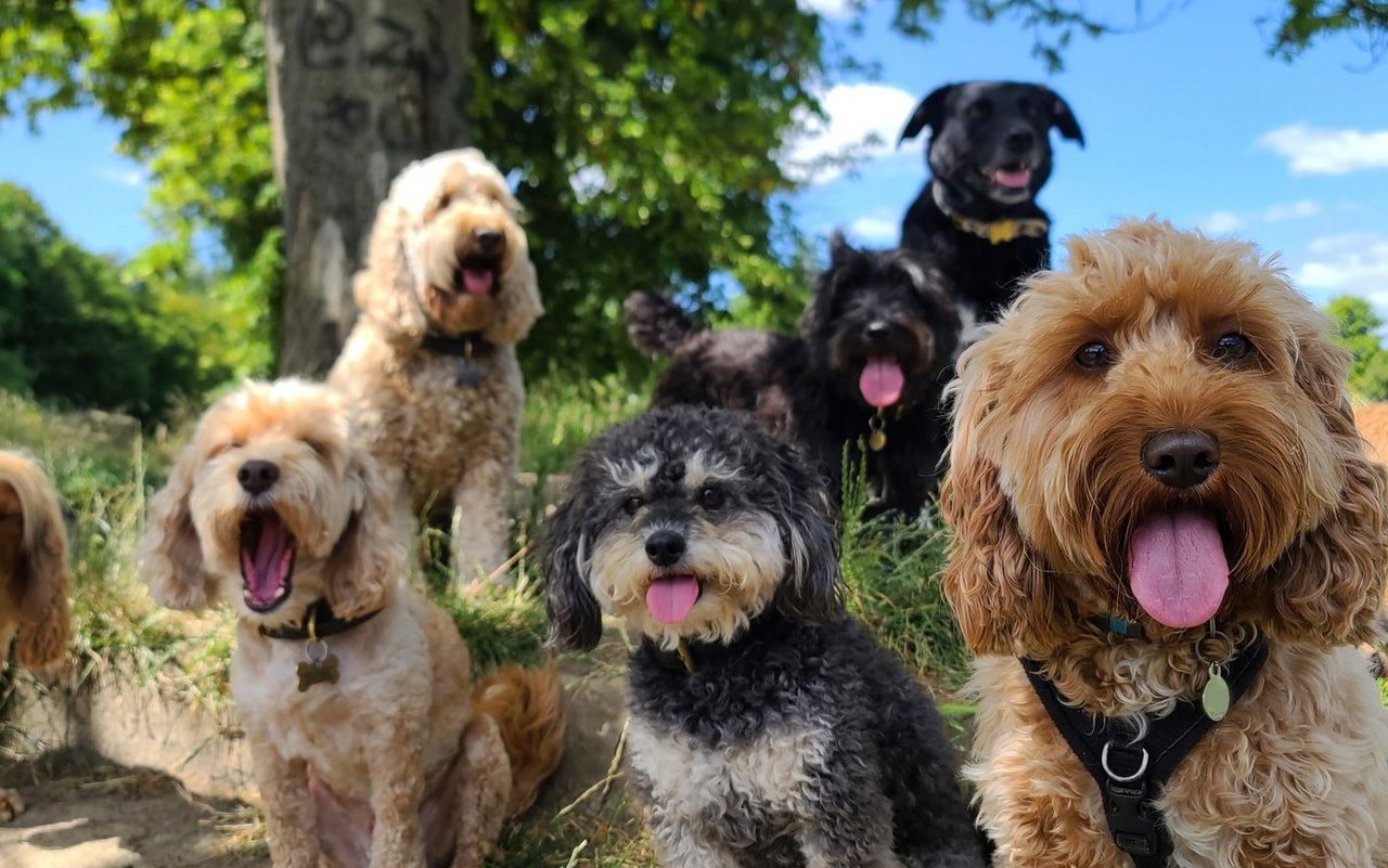 «Wenn ein Hund stört, liegt es fast immer daran, dass der Mensch ihm nicht gerecht wird», sagt Hundetrainerin Katharina Marioth.