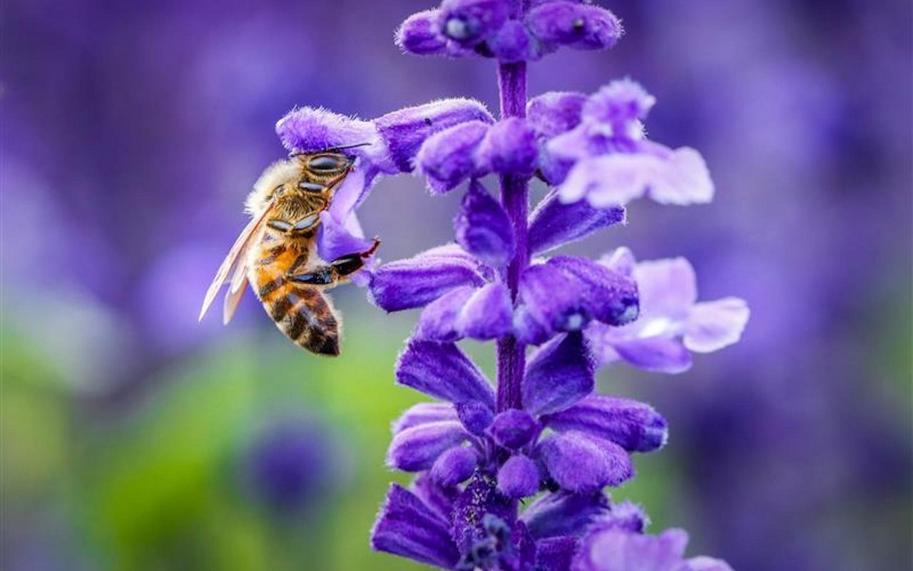 Lavendel-Stauden sind gute Bienenweiden.
