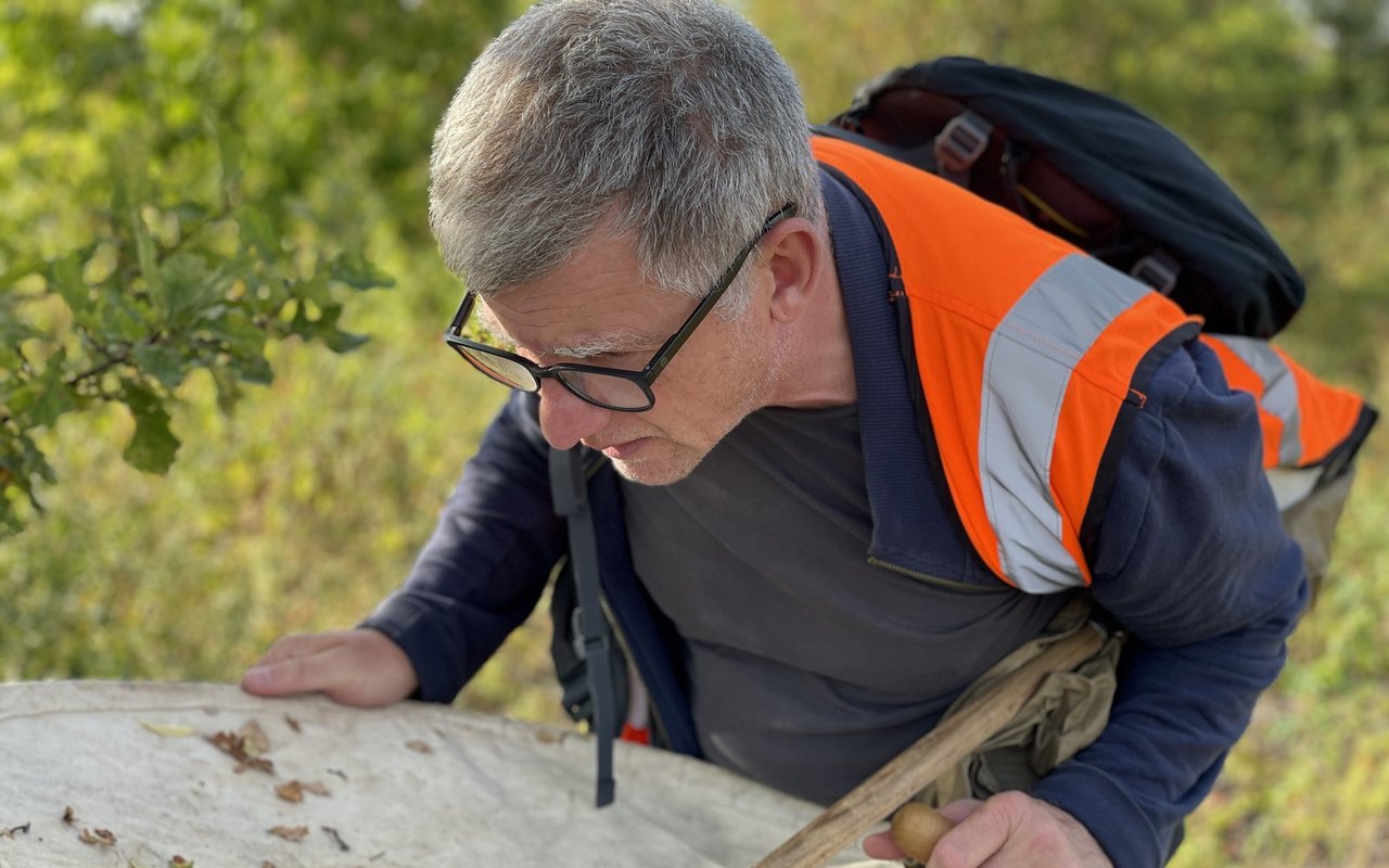 Durch den hellen Stoff des Klopfschirmes lassen sich Insekten leichter ausmachen. 