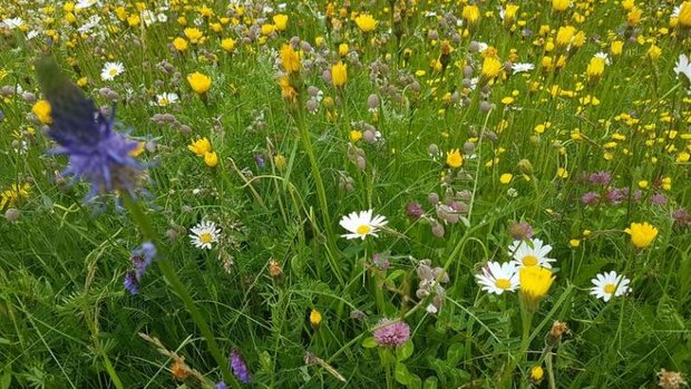 Landwirtschaftliche Blumenwiese