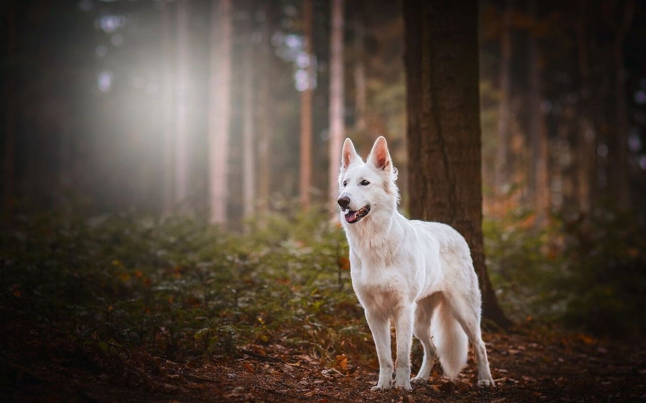 Sanft und trotzdem loyal: Der Berger Blanc Suisse ist ein idealer Familienhund.