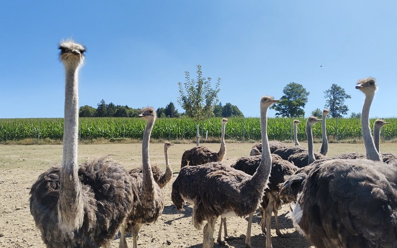 Diese einjährigen Strausse sind nach einem weiteren Jahr schon 90 Kilogramm schwer. 