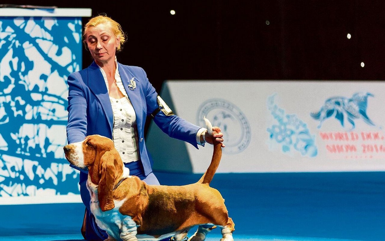 Heute engagieren die Züchter meist sogenannte Handler für die Präsentation ihrer Hunde an Shows.